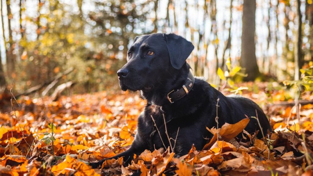 History of the Labrador Retriever